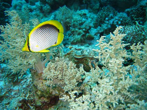 Papillon à dos noir -  Chaetodon melannotus.JPG